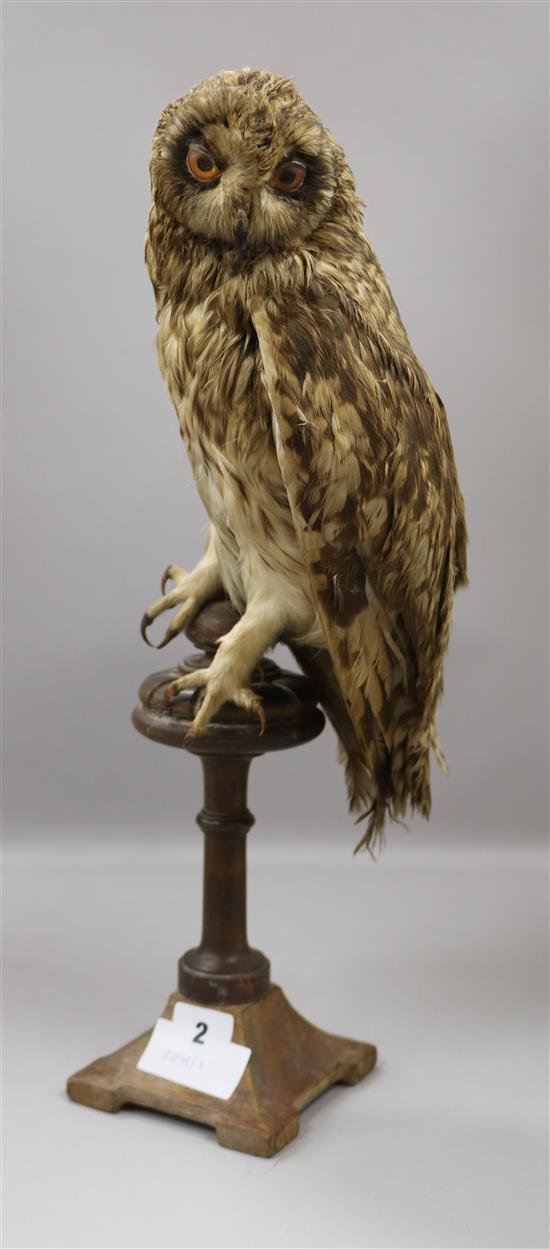 A taxidermic Tawny owl height 45cm